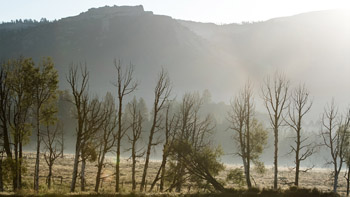 A photograph of a misty line of bare trees with a mountain shadow in the background