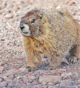 Are Groundhogs the same as Yellow-bellied Marmots? – Colorado Virtual