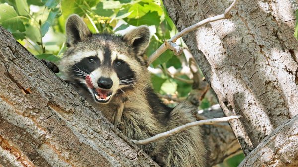 A close-up photograph of a raccoon sitting in a cottonwood tree, licking its lips. 