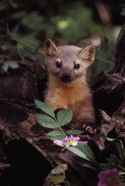 pine marten