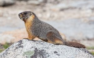 yellow-bellied marmot Colorado