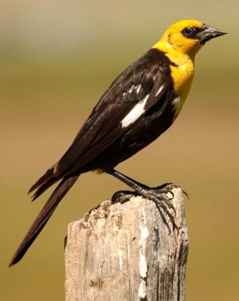 Yellow-Headed Blackbird