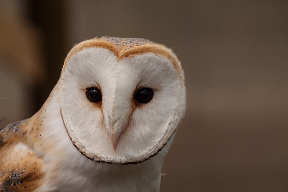colorado-s-owl-species-colorado-virtual-library