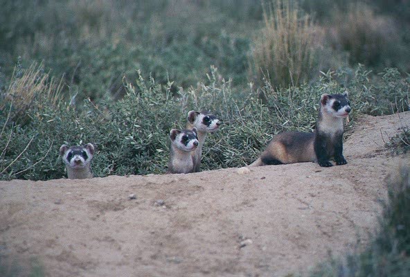 family of black-footed ferrets
