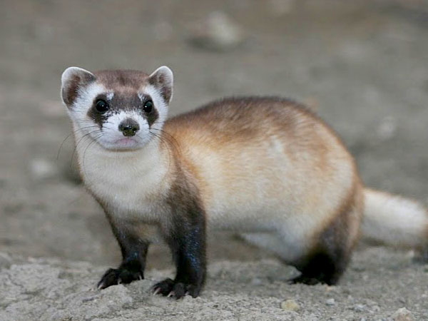 A close-up of a small weasel-like mammal standing in a dirt landscape