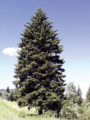 Blue Spruce