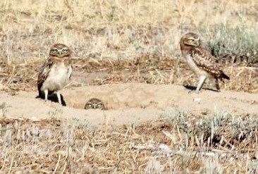 Burrowing Owl