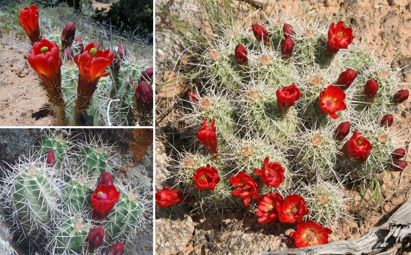 bright red flowers of the claret cup cactus