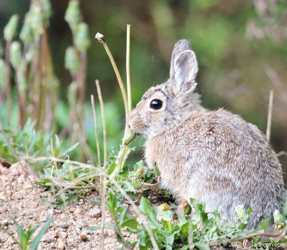 Cottontail rabbit