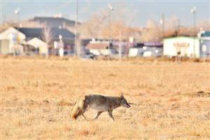 Human Population Growth and its Effect on Wildlife – Colorado Virtual Library Human Population Growth and its Effect on Wildlife – Colorado Virtual Library