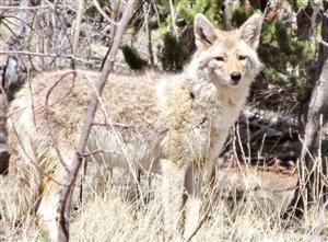 Coyote standing amidst trees