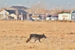 coyote near buildings