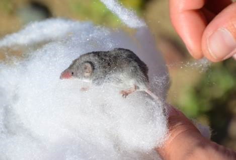 Crawford's grey shrew