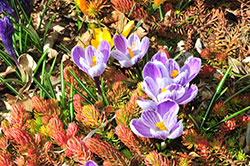 A close-up image of a cluster of five purple crocuses popping out of still-brown early spring groundcover. 