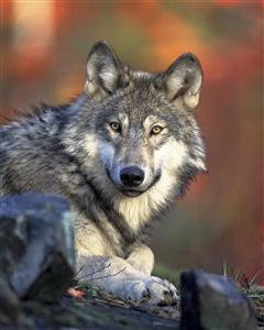 gray wolf