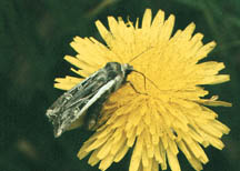 A close-up of an adult miller moth sitting on a dandelion flower.