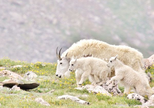 When and Where to View Mountain Goats – Colorado Virtual Library