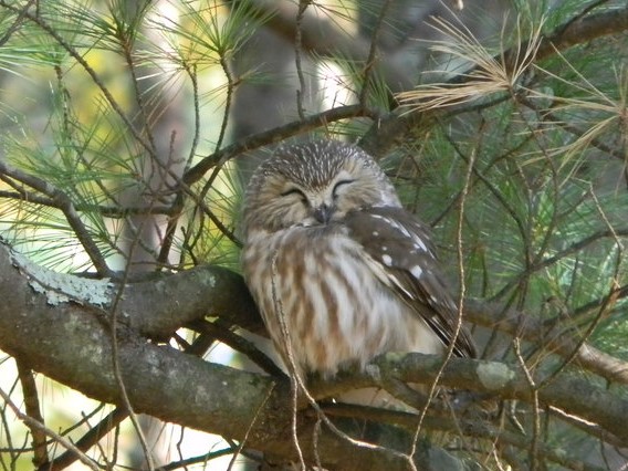 Northern Saw-whet Owl