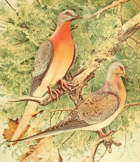 Time Machine Tuesday: The Birds of Colorado – 1897 – Colorado Virtual  Library
