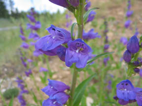 colorado native plants list