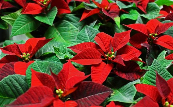 poinsettias