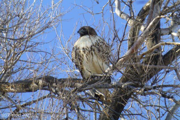 Red-tailed Hawk