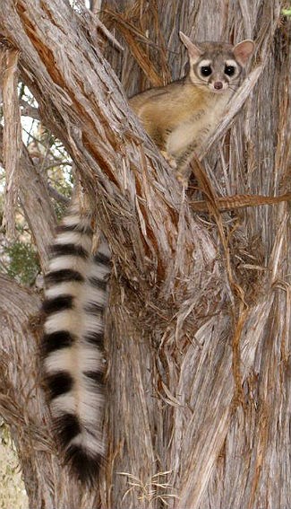 ringtail