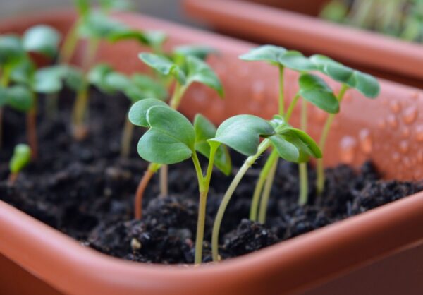 seedlings