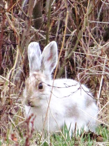 A snowshoe hare in spring, transitioning from its white winter coat.