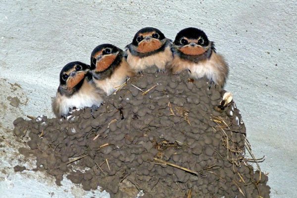 Cliff Swallow nest