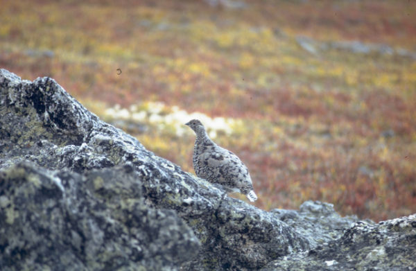 White-tailed Ptarmigan in summer plumage camouflaged with rocks, Rocky Mountain National Park