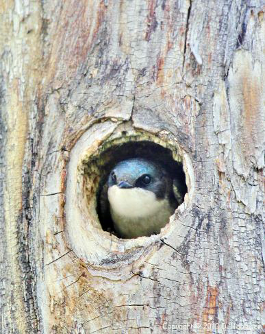 Tree Swallow