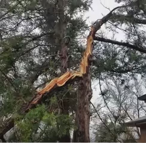 YouTube video "PlantTalk: Storm Damaged Trees" from CSU Extension