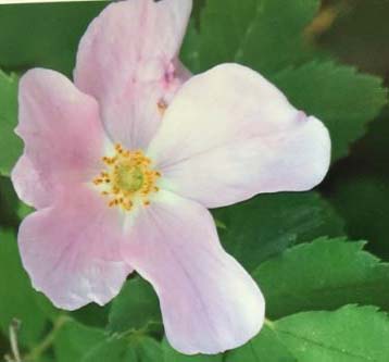 Close-up photo of a pale pink, five-leaved wild rose with yellow stamens, against a background of green leaves