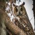 Long-eared Owl