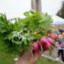 A close-up photograph of bunch of six radishes with abundant leafy greens sprouting out of the top. The radishes are being held up in front of a background of green grass, white tents, and people exploring the farmers' market.