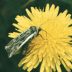 A close-up of an adult miller moth sitting on a dandelion flower.