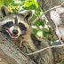 A close-up photograph of a raccoon sitting in a cottonwood tree, licking its lips.