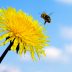 Bee flying at dandelion