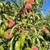 Ripe peaches cluster on the branch of a peach tree.